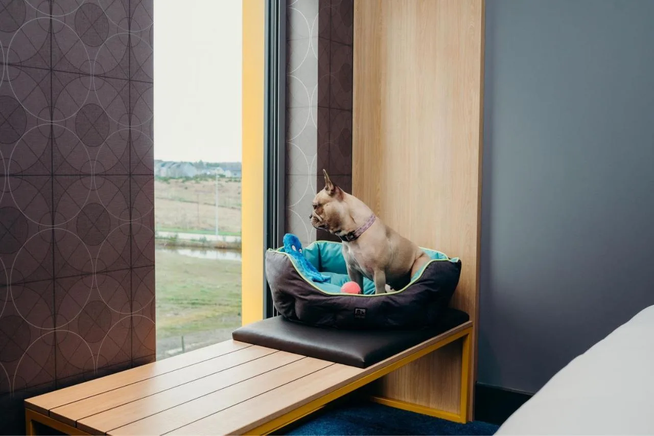 a dog sitting in a pillow in front of a mirror at Aloft by Marriott Aberdeen TECA in Aberdeen